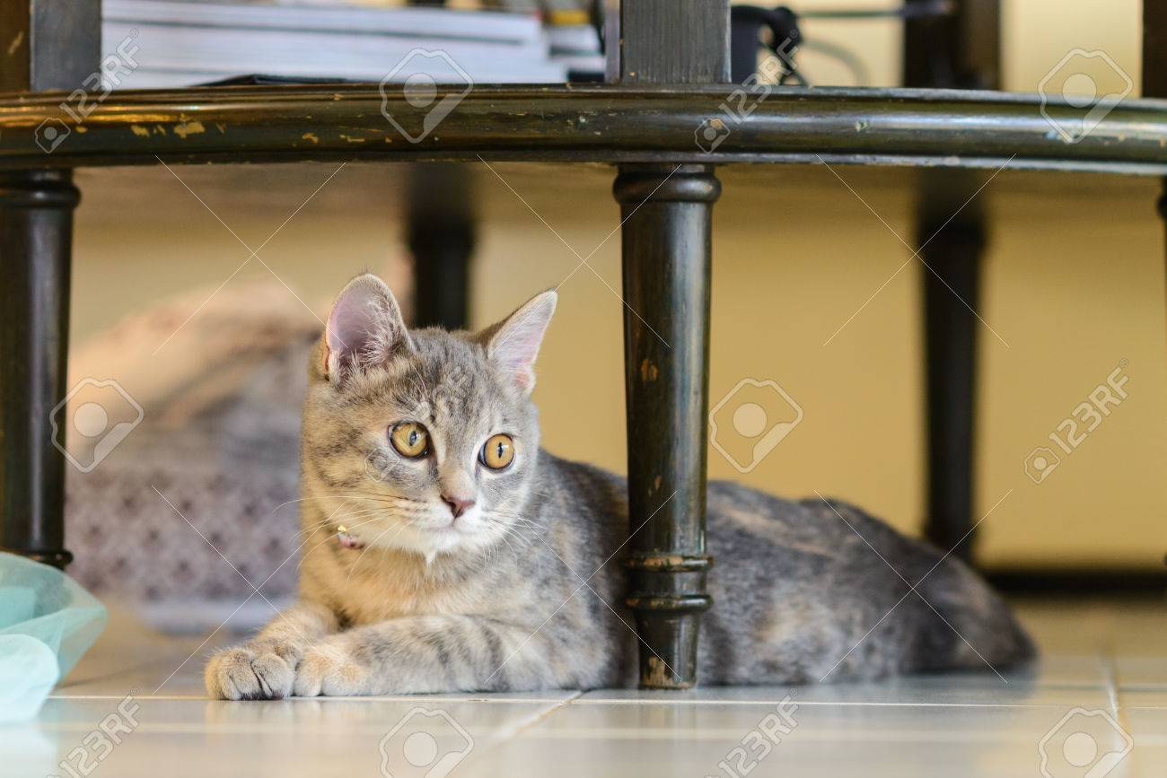 cat sitting on a table