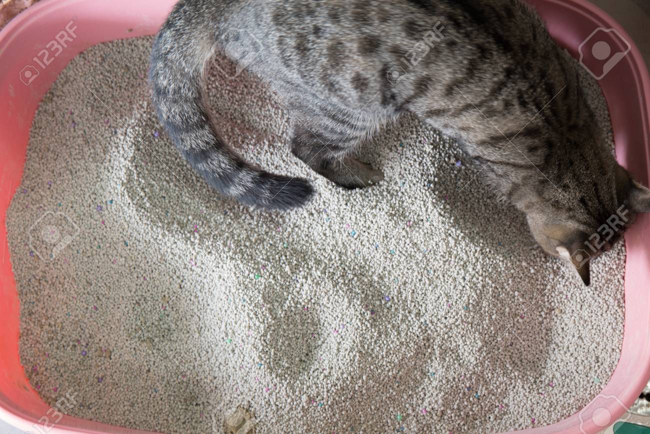 cat toilet sand