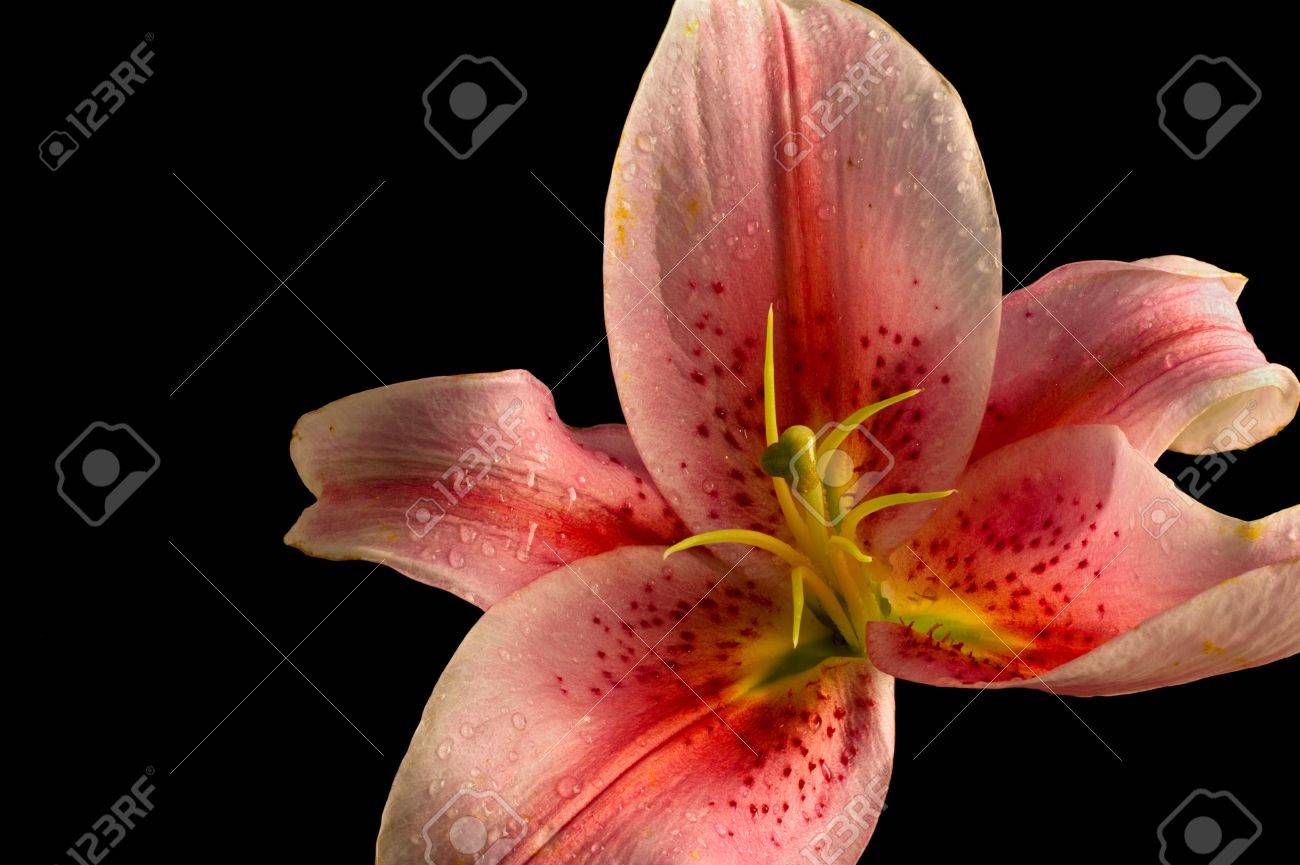 上向きのスターゲイザー ピンクのユリの花 クローズ アップ ブラックの分離 の写真素材 画像素材 Image