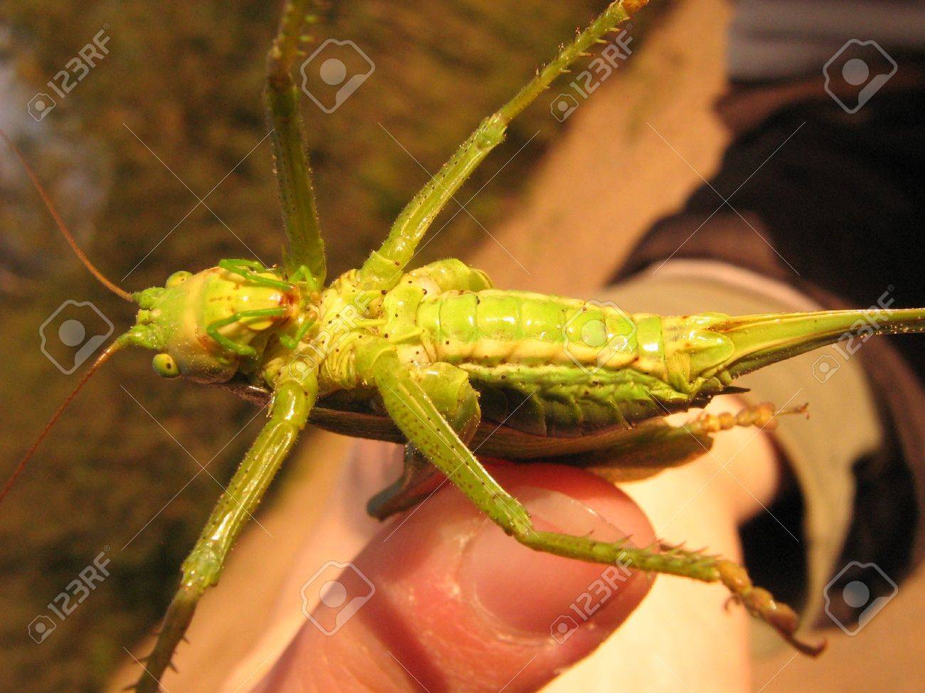 バッタの腹 の写真素材 画像素材 Image