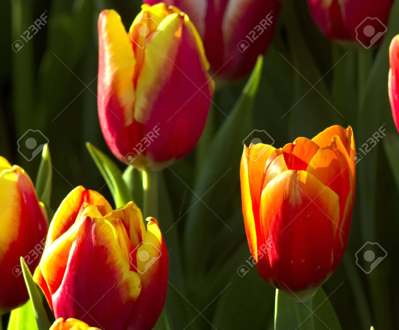 Una Naranja Tulipanes Flores Que Tienen Un Color Amarillo En El 