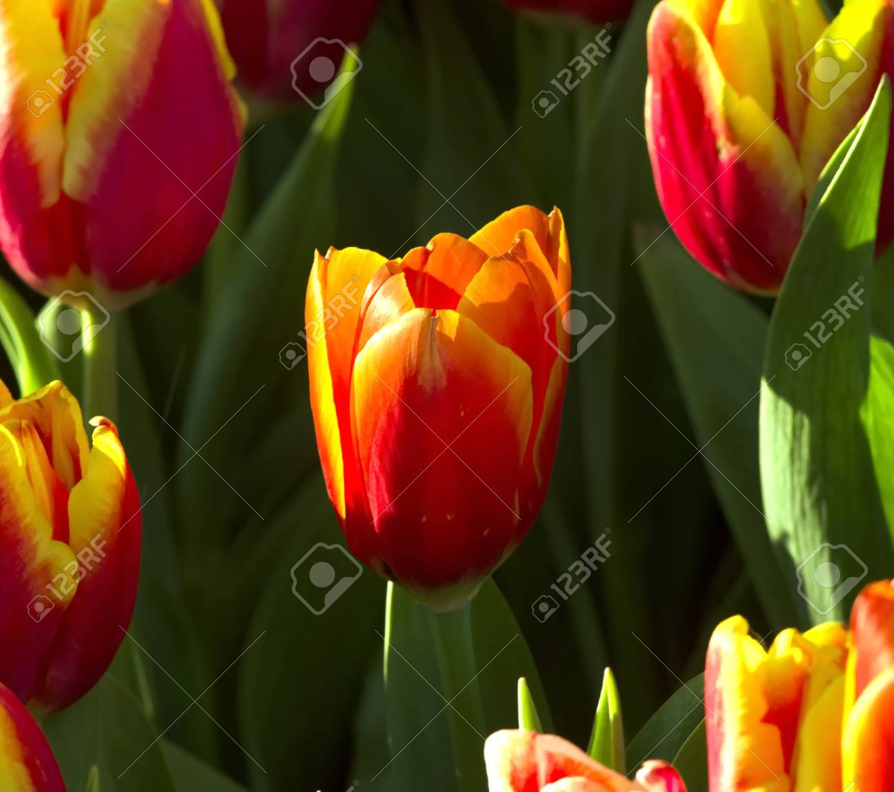 an orange tulips flowers that have a yellow color in the edge
