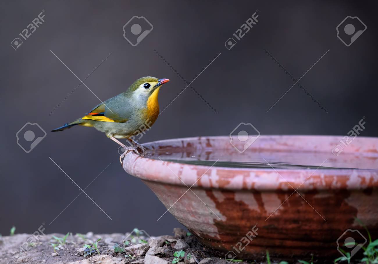 etiam-dictum-ipsum-a-felis