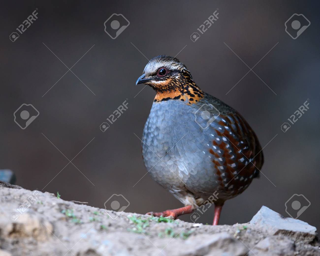 etiam-dictum-ipsum-a-felis