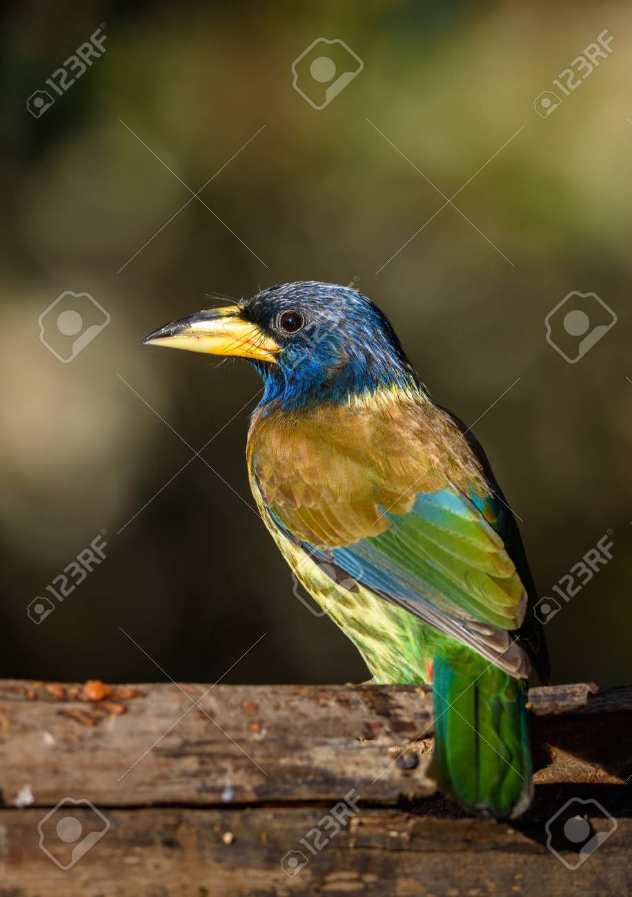 etiam-dictum-ipsum-a-felis