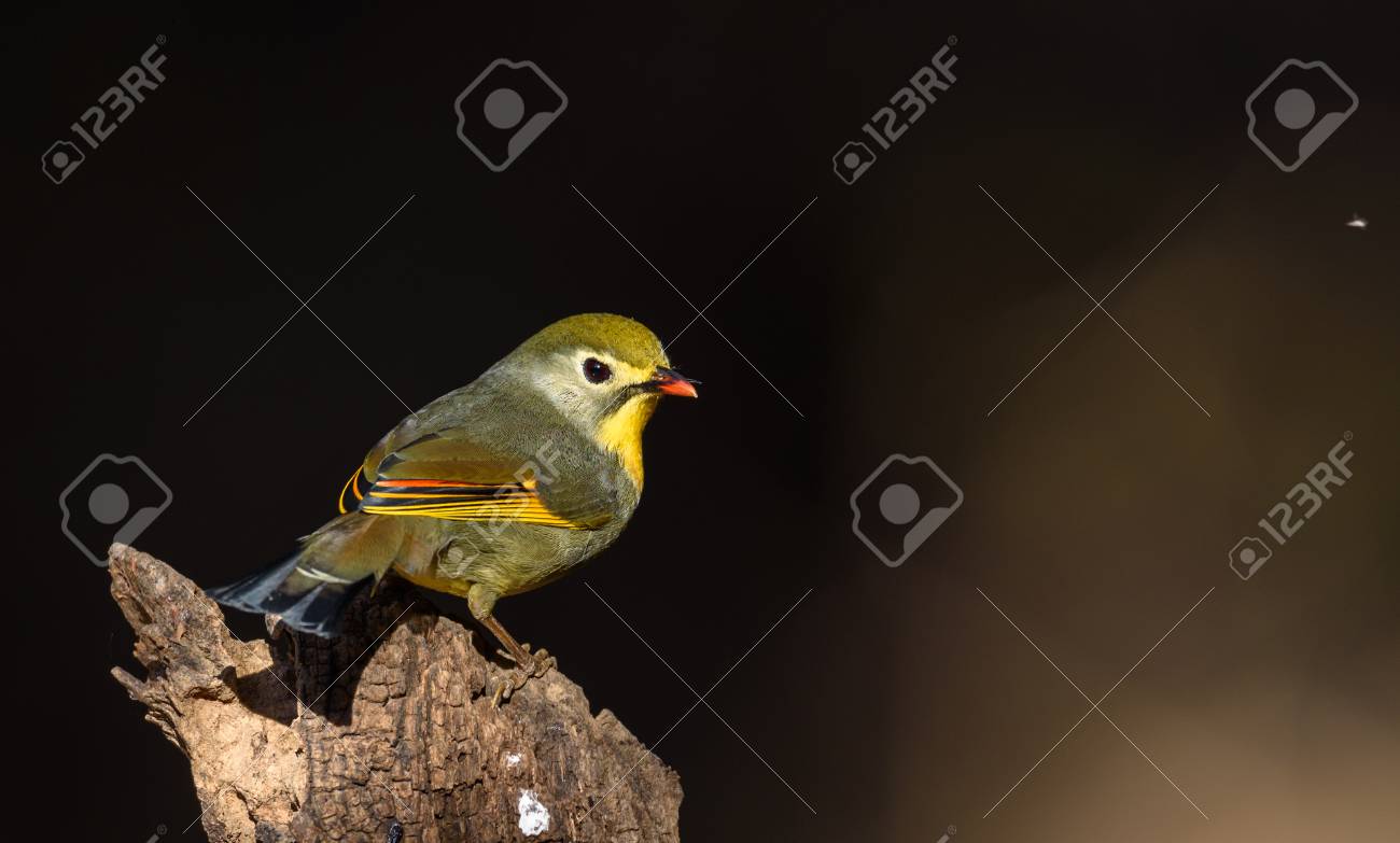 etiam-dictum-ipsum-a-felis