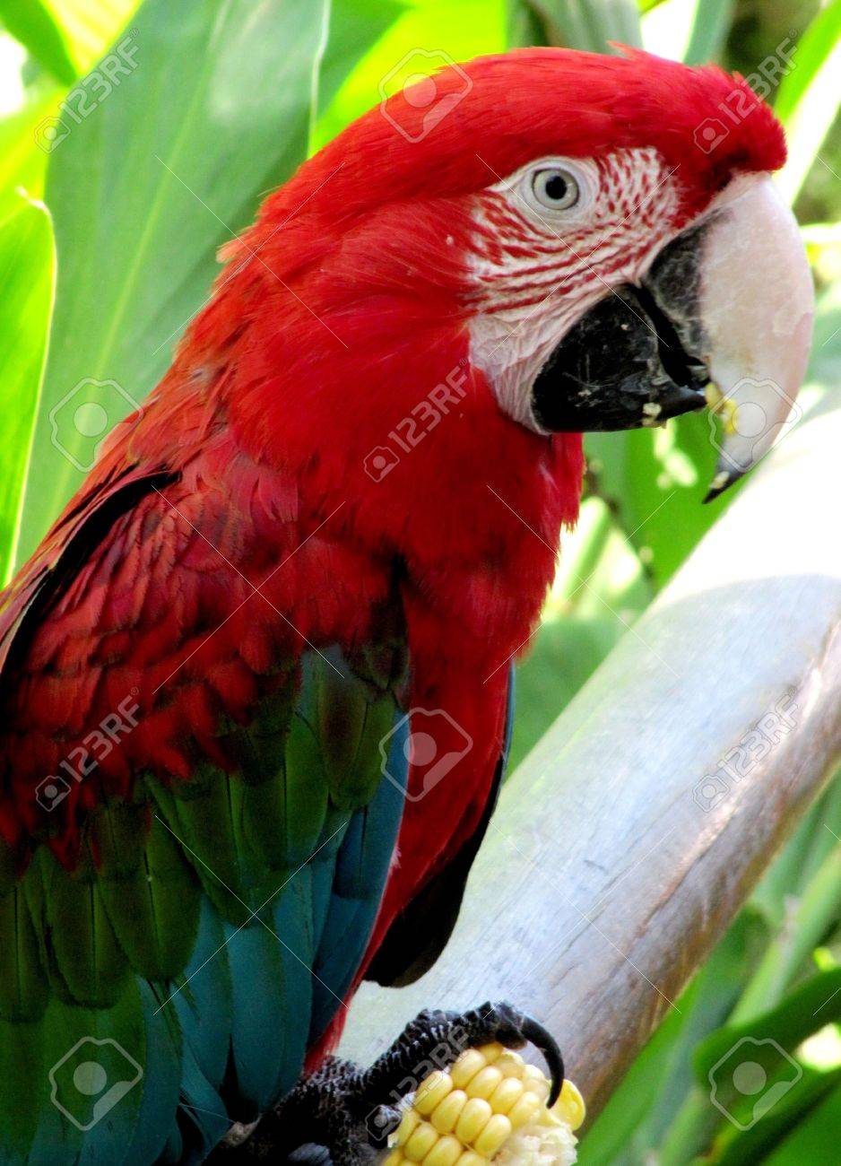 赤いオウム コンゴウインコ Ara マカオの の写真素材 画像素材 Image 赤いオウム コンゴウインコ Ara マカオの の写真素材 画像素材 Image