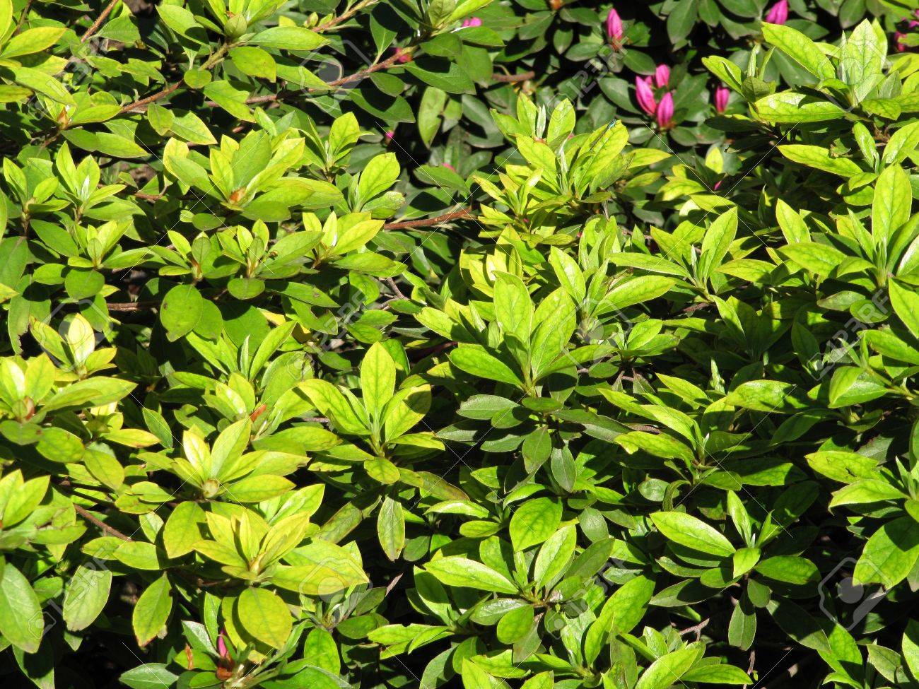 ツツジのブッシュの若い緑の葉します の写真素材 画像素材 Image