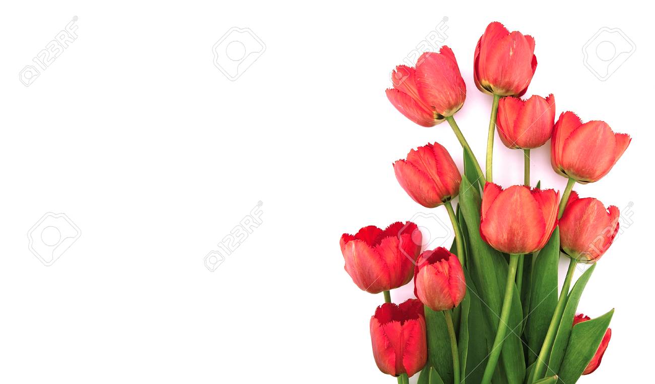 メッセージ用の領域が白い背景に分離されたチューリップの花束 母の日の背景 の写真素材 画像素材 Image