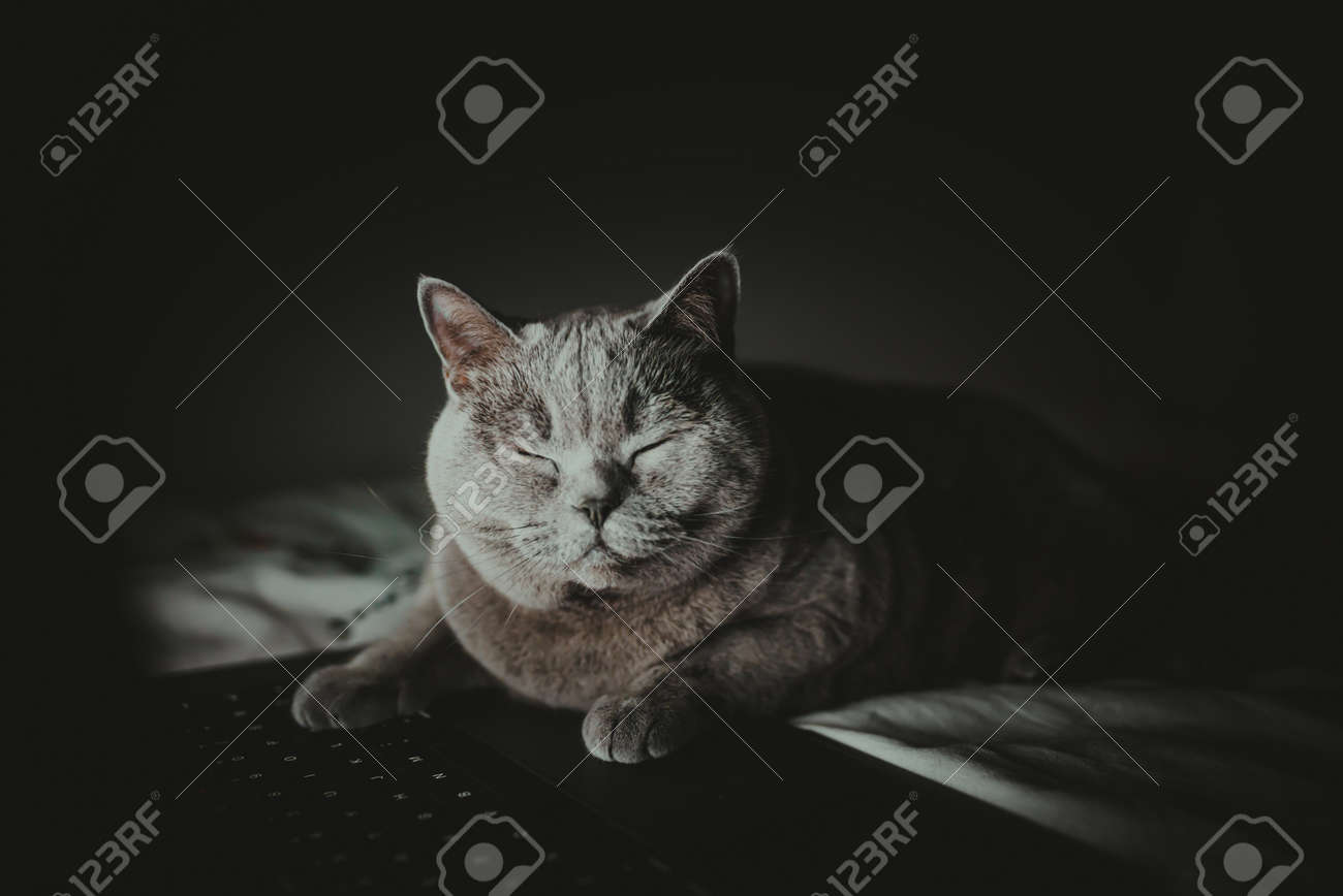 etiam-dictum-ipsum-a-felis
