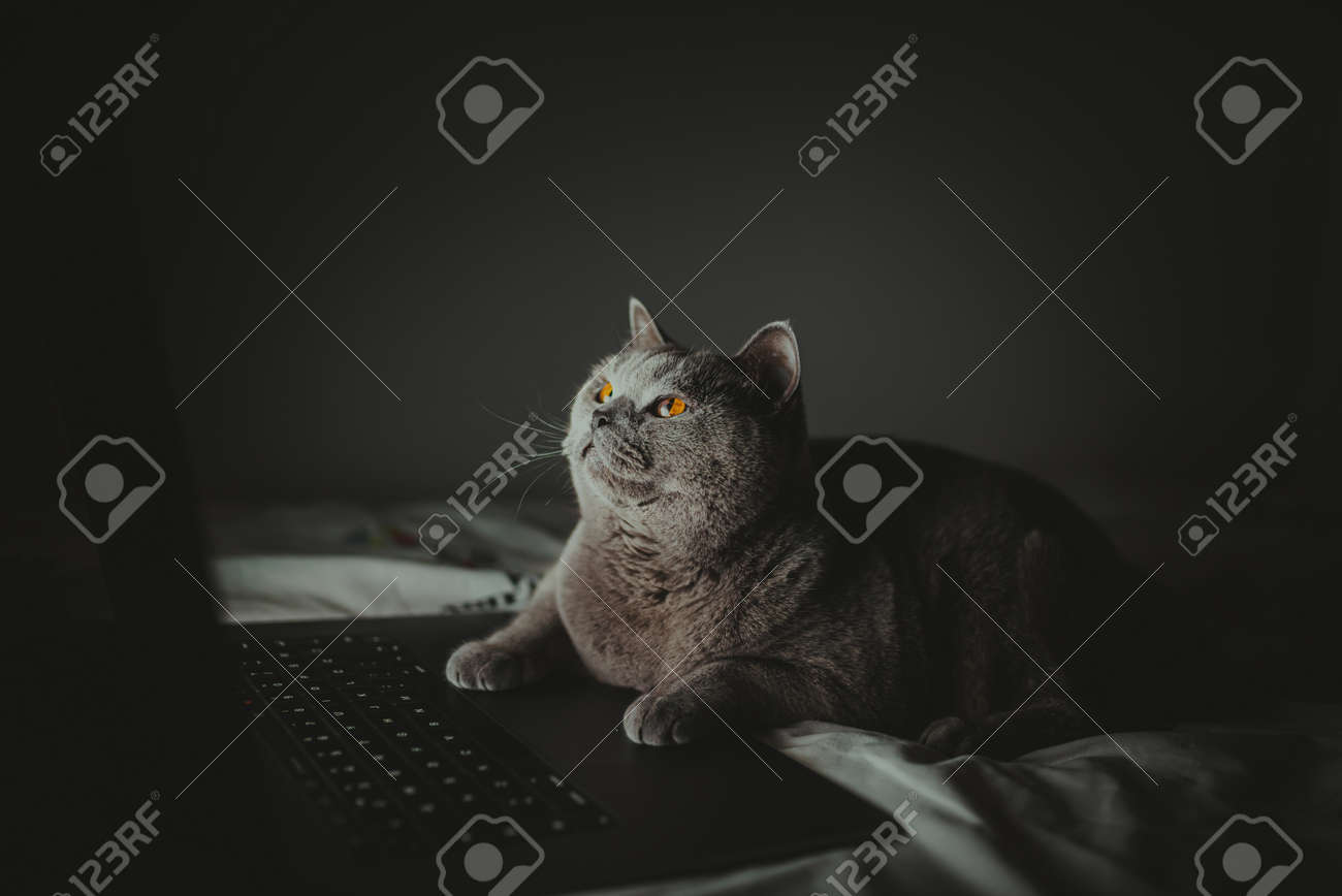 etiam-dictum-ipsum-a-felis