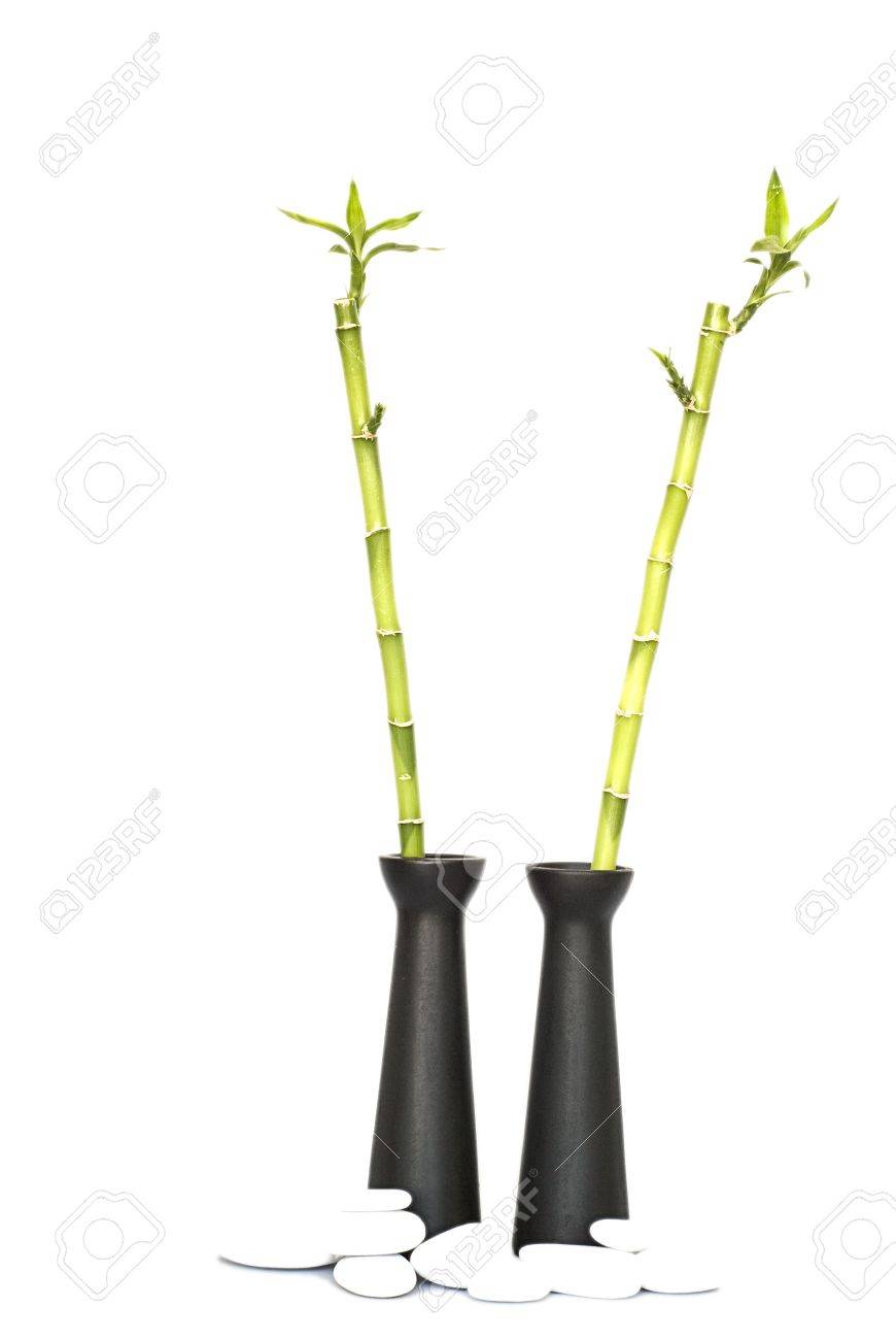 Green Bamboo Stick In Black Vase On White Background Stock Photo
