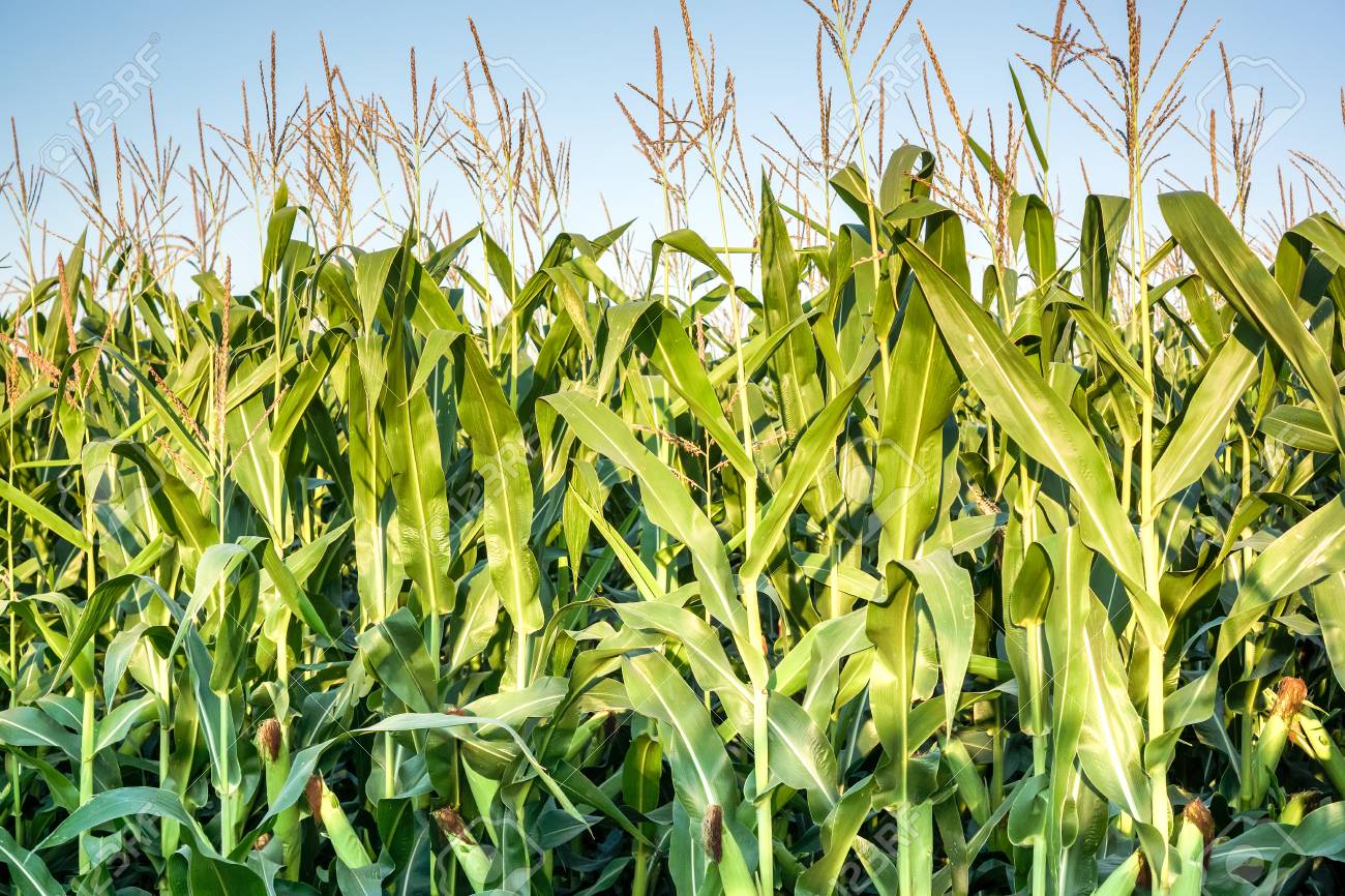 日没日差しと緑トウモロコシ畑と高の黄色の黄金色のとうもろこしの花および多くの長いトウモロコシの影を残します 大きな農業分野に成長有機トウモロコシ の行 夏のトウモロコシの緑色の風景 の写真素材 画像素材 Image