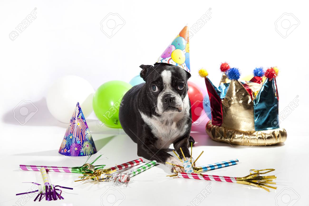 ボストン テリアは 彼女の誕生日パーティーでふくれっ面 悲しい誕生日の女の子は 白い背景で隔離 の写真素材 画像素材 Image 7551