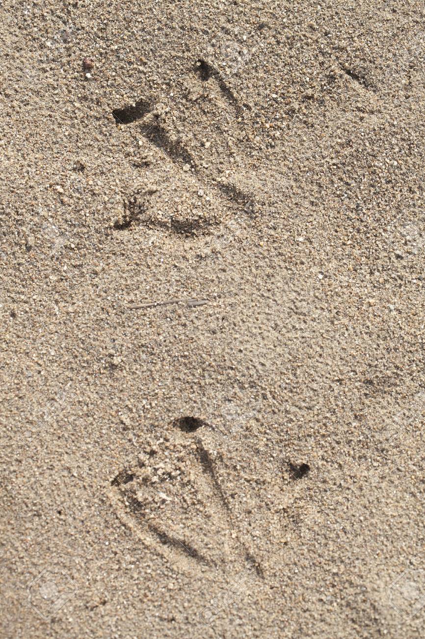 ガチョウは 砂で印刷されます 水掻きのあるプリント の写真素材 画像素材 Image