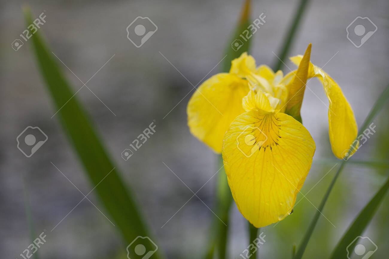 etiam-dictum-ipsum-a-felis