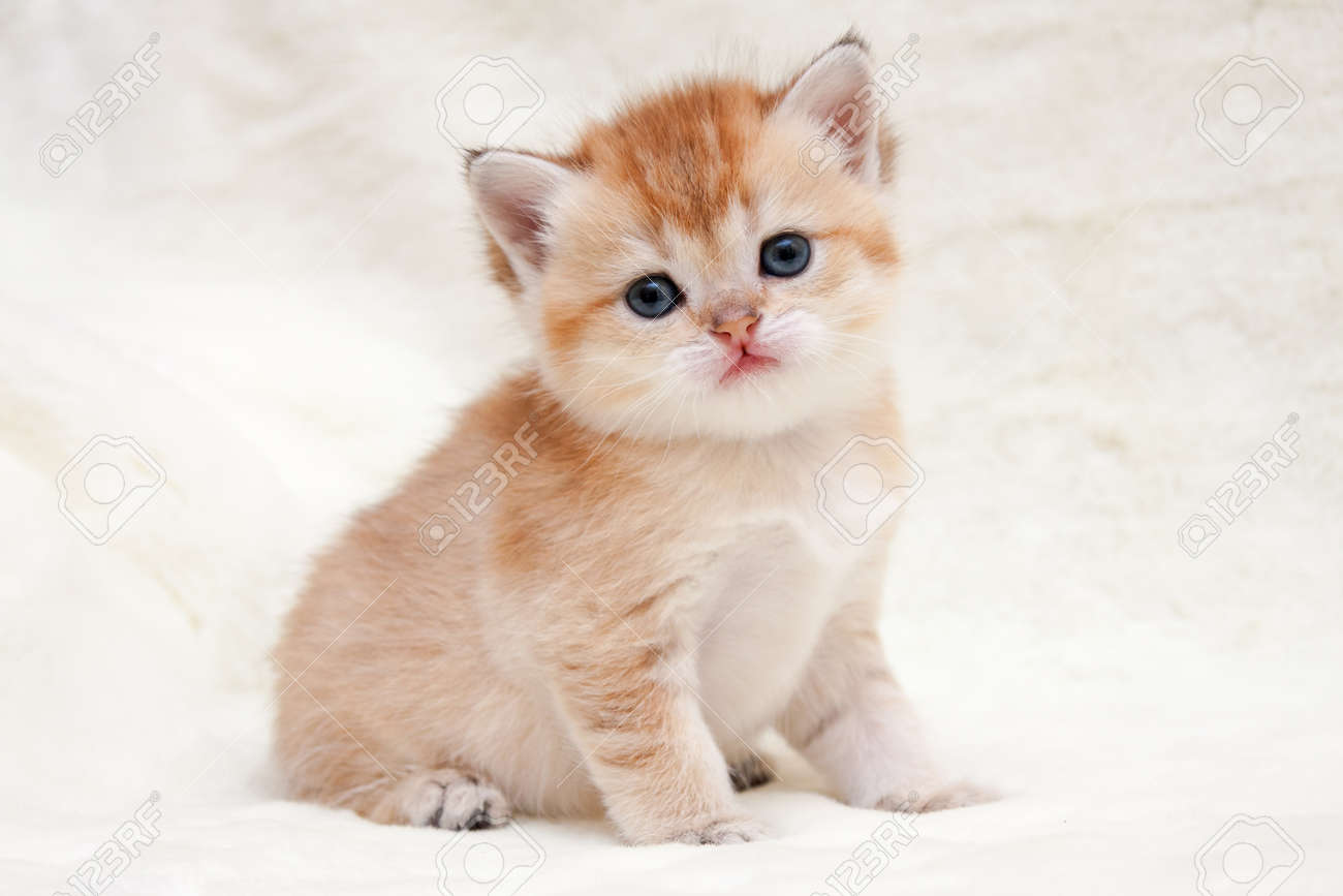 Orange British Shorthair Cute British Shorthair Tabby X Ragdoll Kittens  Ragdoll Fluffy Cute, image size:1300x867