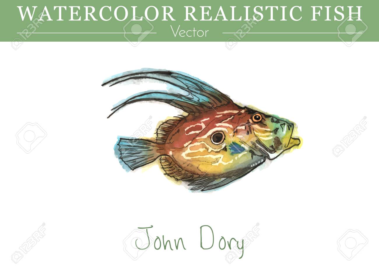 手描き水彩の魚が白い背景で隔離の マトウダイ サンピエールやピーターズ魚 のイラスト素材 ベクタ Image