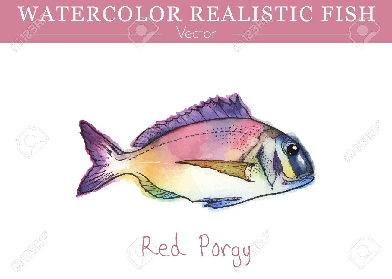 鯛, 水彩, 魚, 描かれた 水彩で描いた鯛のイラスト イラスト素材 [ 7044714 ] - フォト
