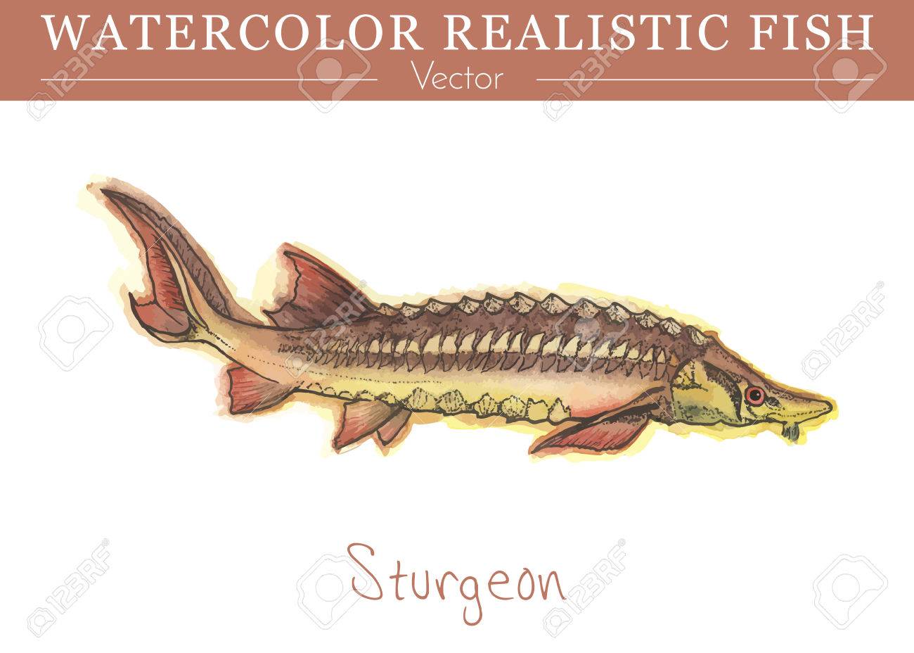 手描き水彩の魚が白い背景で隔離の チョウザメ ベルーガ チョウザメ目家族魚 カラフルな食用 塩水と淡水魚します ベクトルの図 のイラスト素材 ベクタ Image