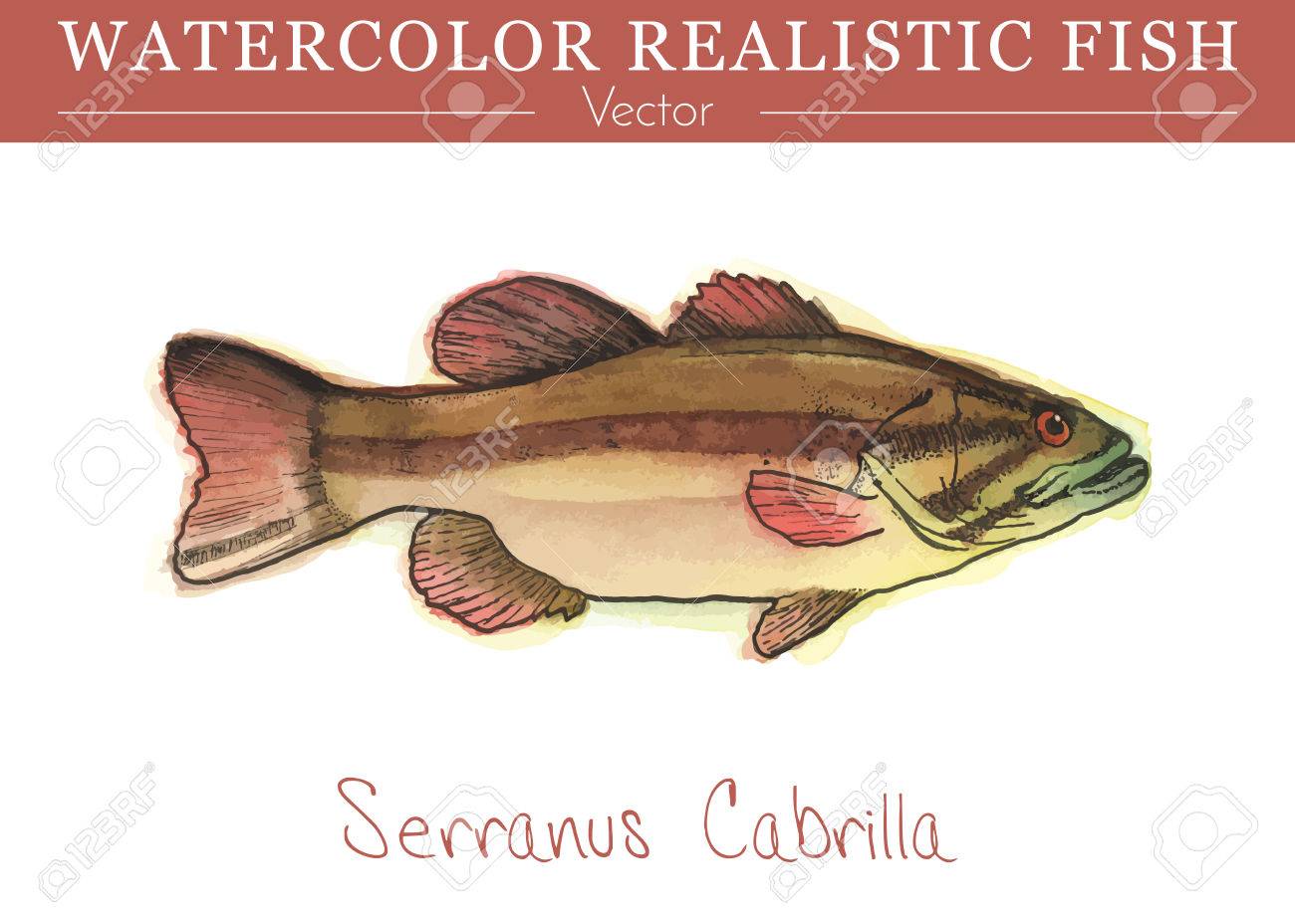 手描き水彩の魚が白い背景で隔離の Serranus Cabrilla ブレーカー ハタ科家族 數の亜科の魚 カラフルな食用 海水魚 ベクトルの図 のイラスト素材 ベクタ Image