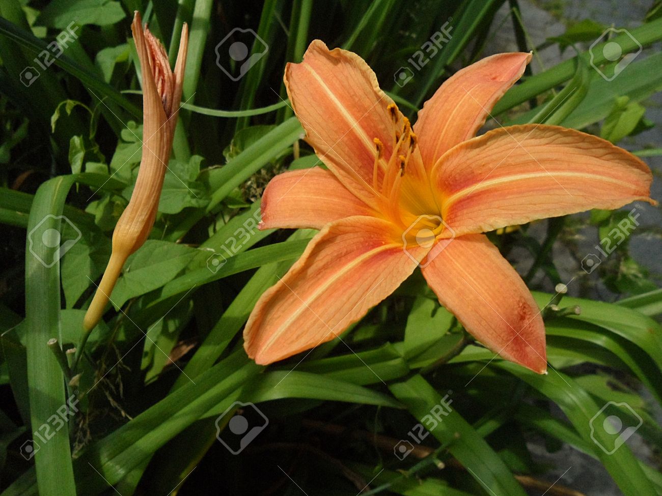 オレンジ色のユリ 野生オレンジ色のユリ オレンジ カップ の写真素材 画像素材 Image