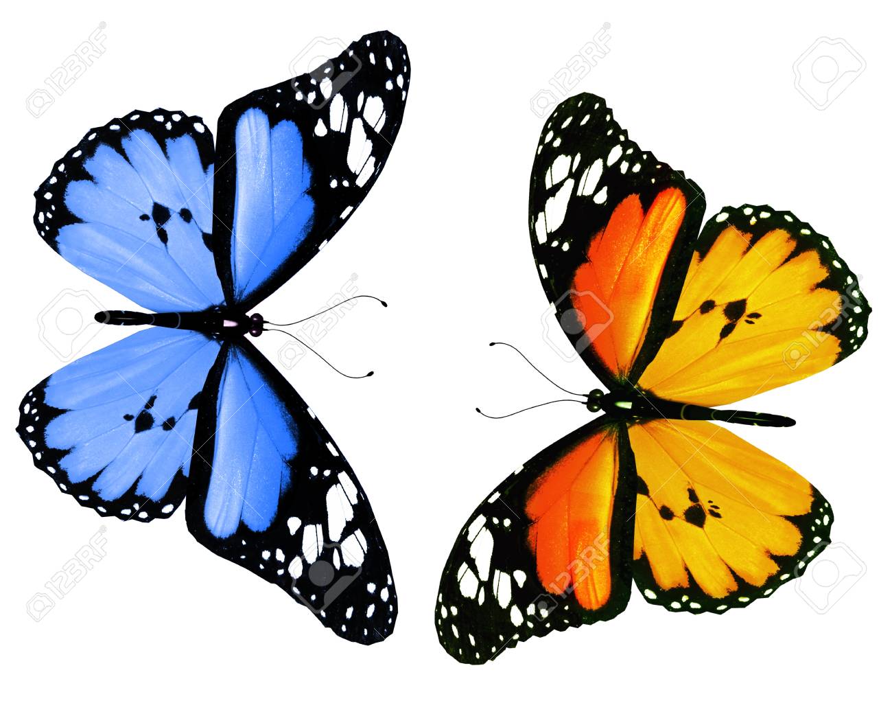 Two Butterflies Isolated On White Background Stock Photo Picture And Royalty Free Image Image 15071340