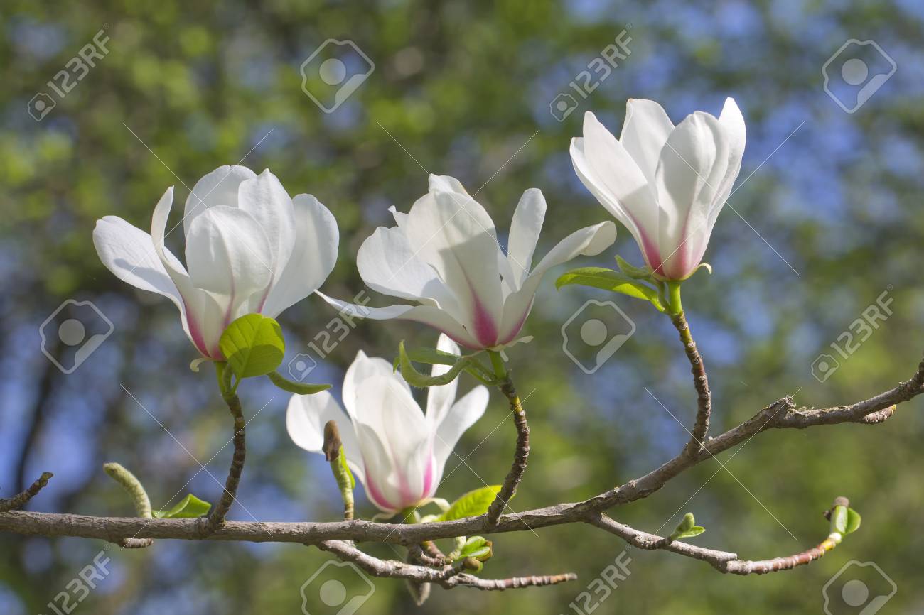 Magnolia flower - 39548049