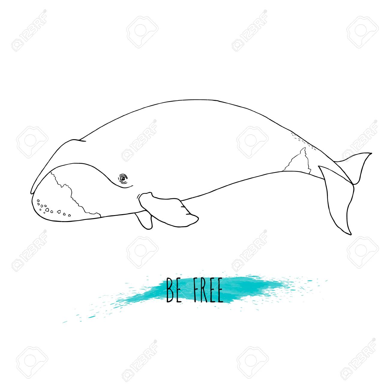 Illustration Vectorielle De Baleine Boreale Dessines A La Main Isole Sur Fond Blanc Avec Splash Aquarelle Bleue Mammifere Marin Sois Libre Dessin Au Trait Clip Art Libres De Droits Vecteurs Et