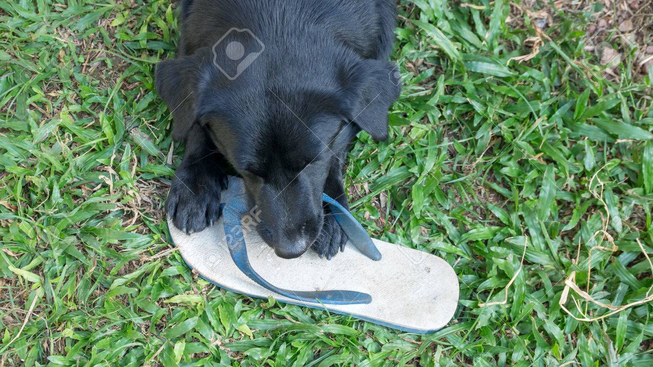 black dog slippers