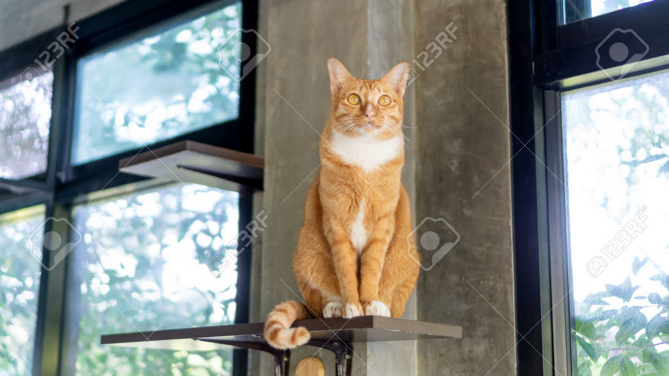 etiam-dictum-ipsum-a-felis