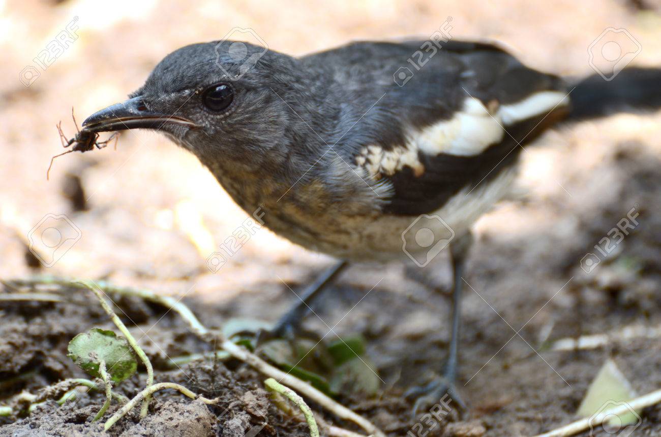 The Close Up Bird Eating Insect