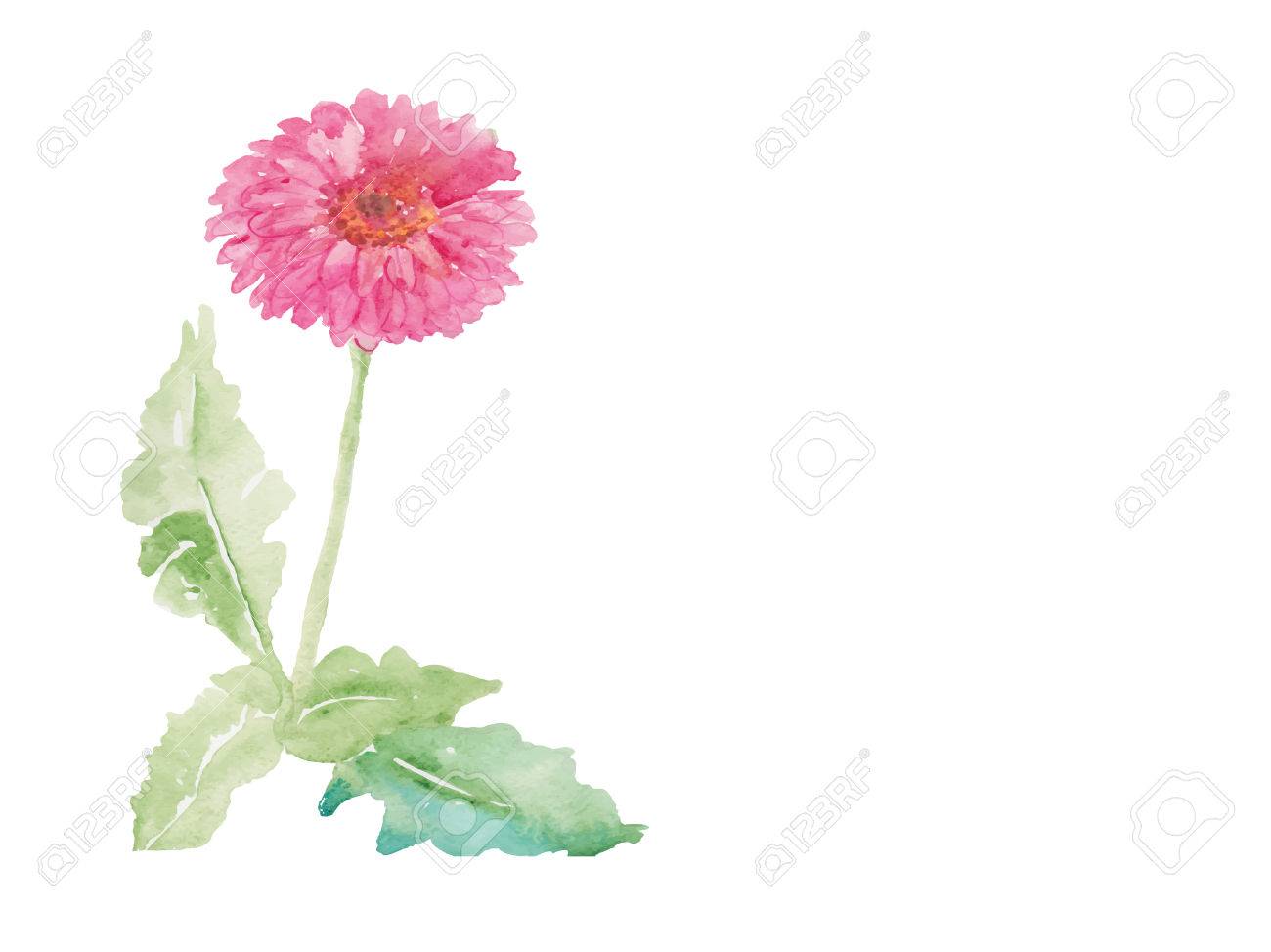 ピンクのガーベラの水彩画のイラスト素材 ベクタ Image