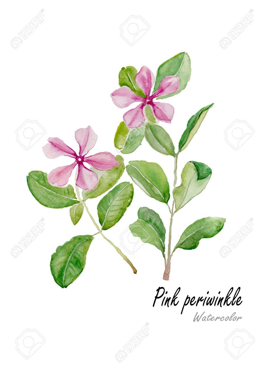 ピンクのニチニチソウやマダガスカル バラ色 手は 白い背景の水彩画を描いた ベクトルの図 のイラスト素材 ベクタ Image
