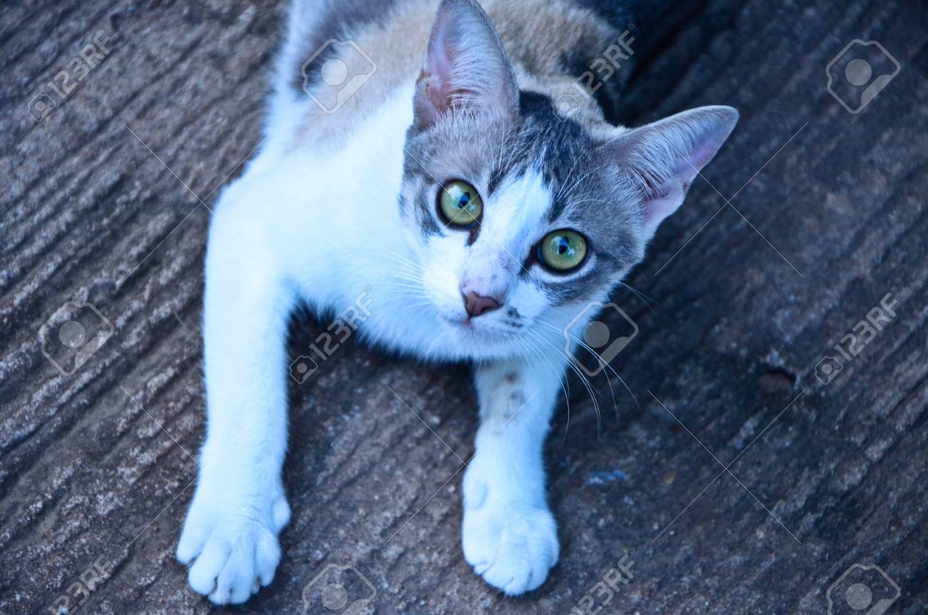 etiam-dictum-ipsum-a-felis