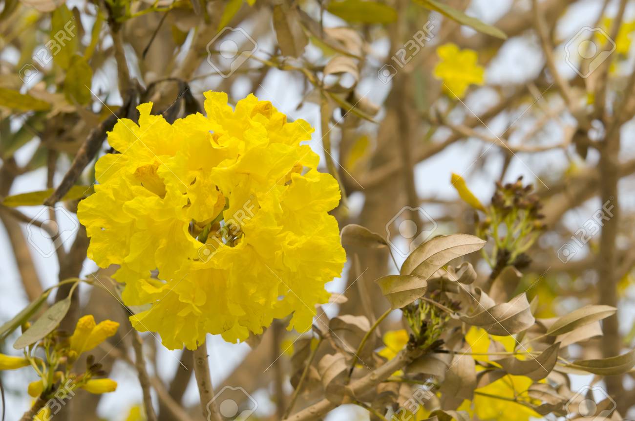 Fleurs Jaunes Ou Trompette Argentée Arbre Floraison Au Printemps