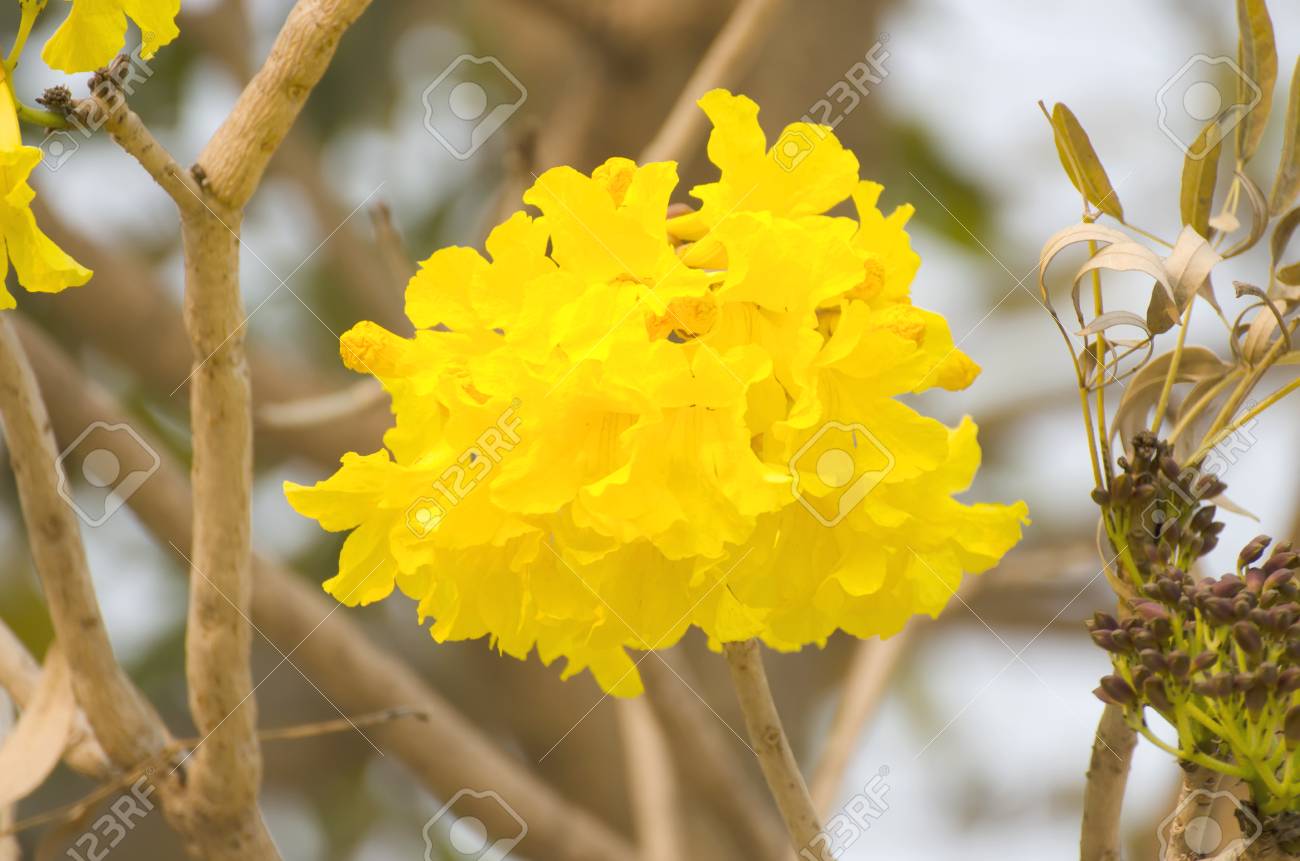 Fleurs Jaunes Ou Trompette Argentée Arbre Floraison Au Printemps