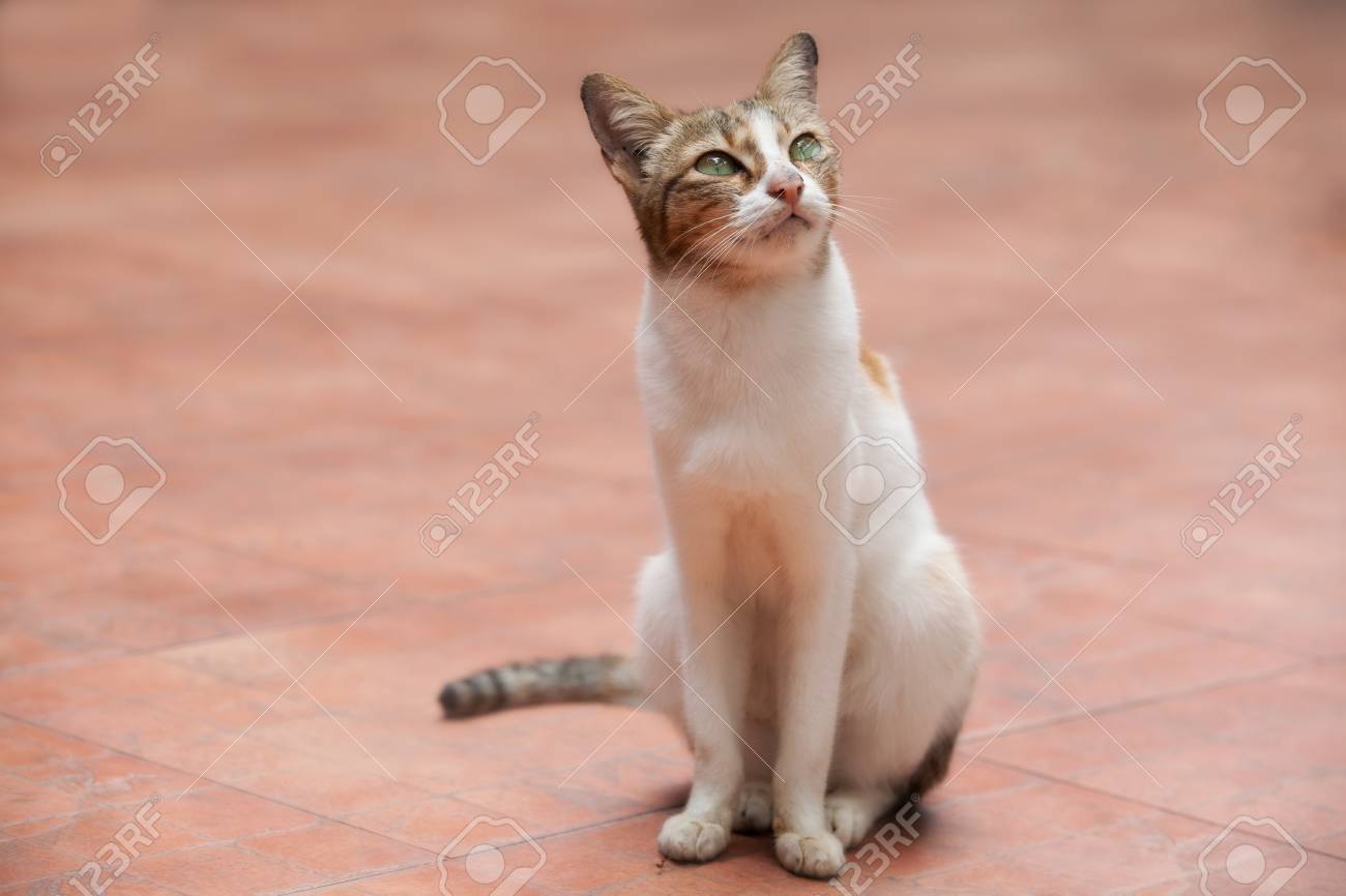 etiam-dictum-ipsum-a-felis