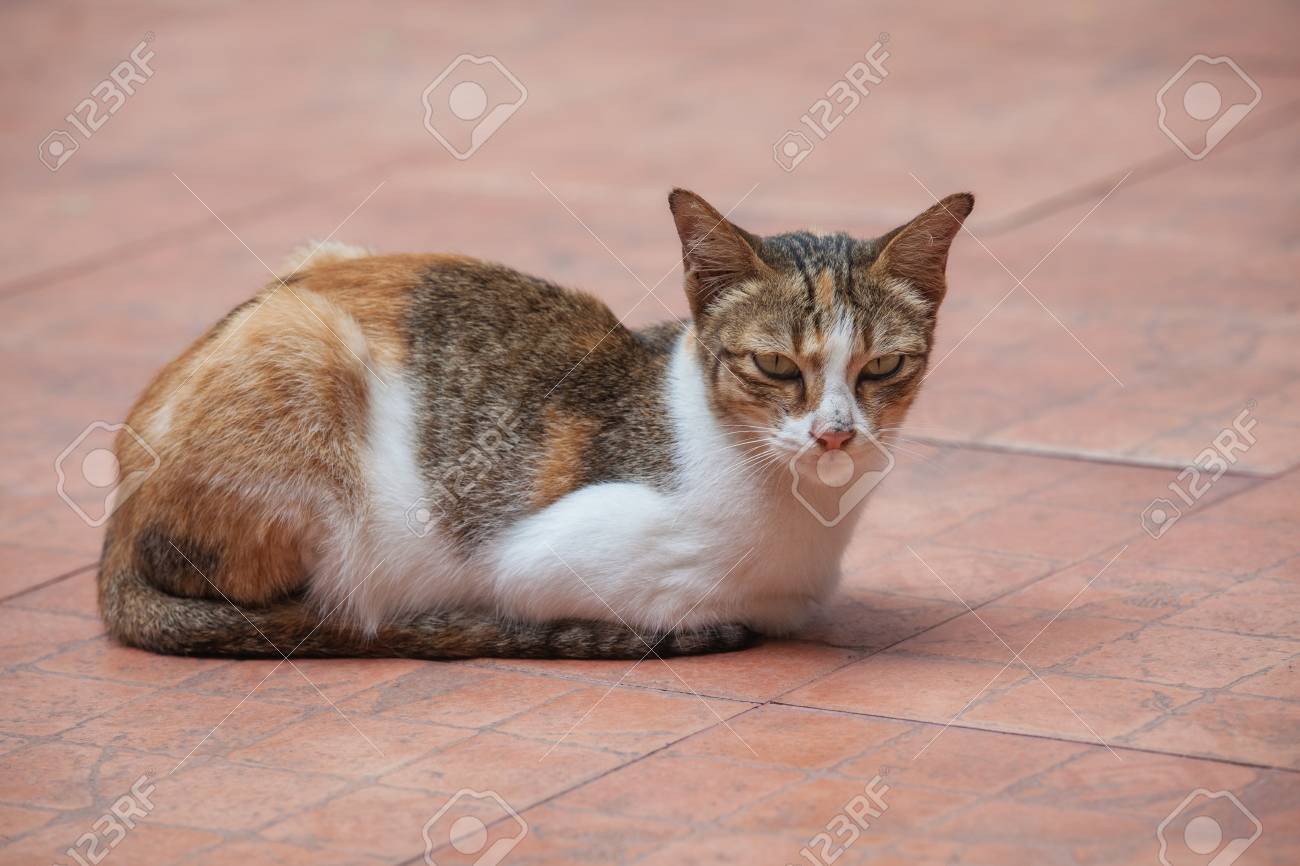 Cat Lay Down On The Floor Stock Photo Picture And Royalty Free Image Image 24690165