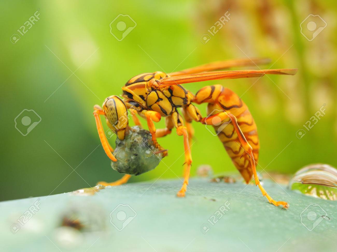 etiam-dictum-ipsum-a-felis