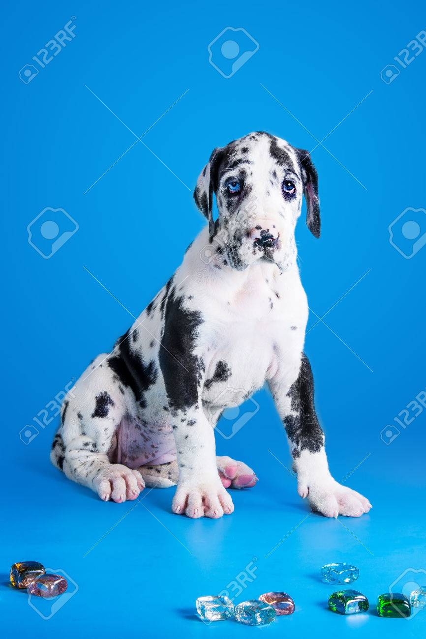 blue dapple great dane