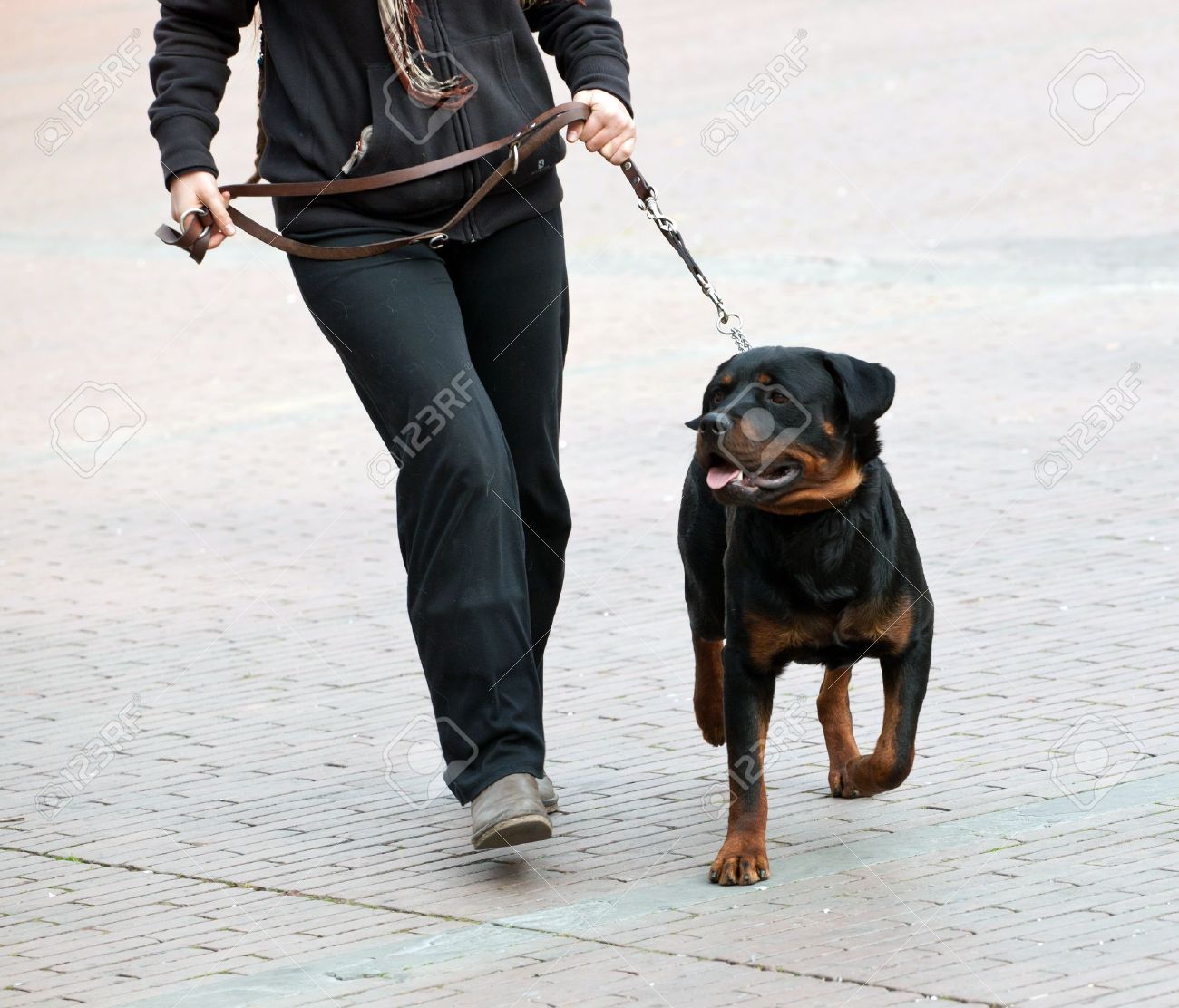 rottweiler leash