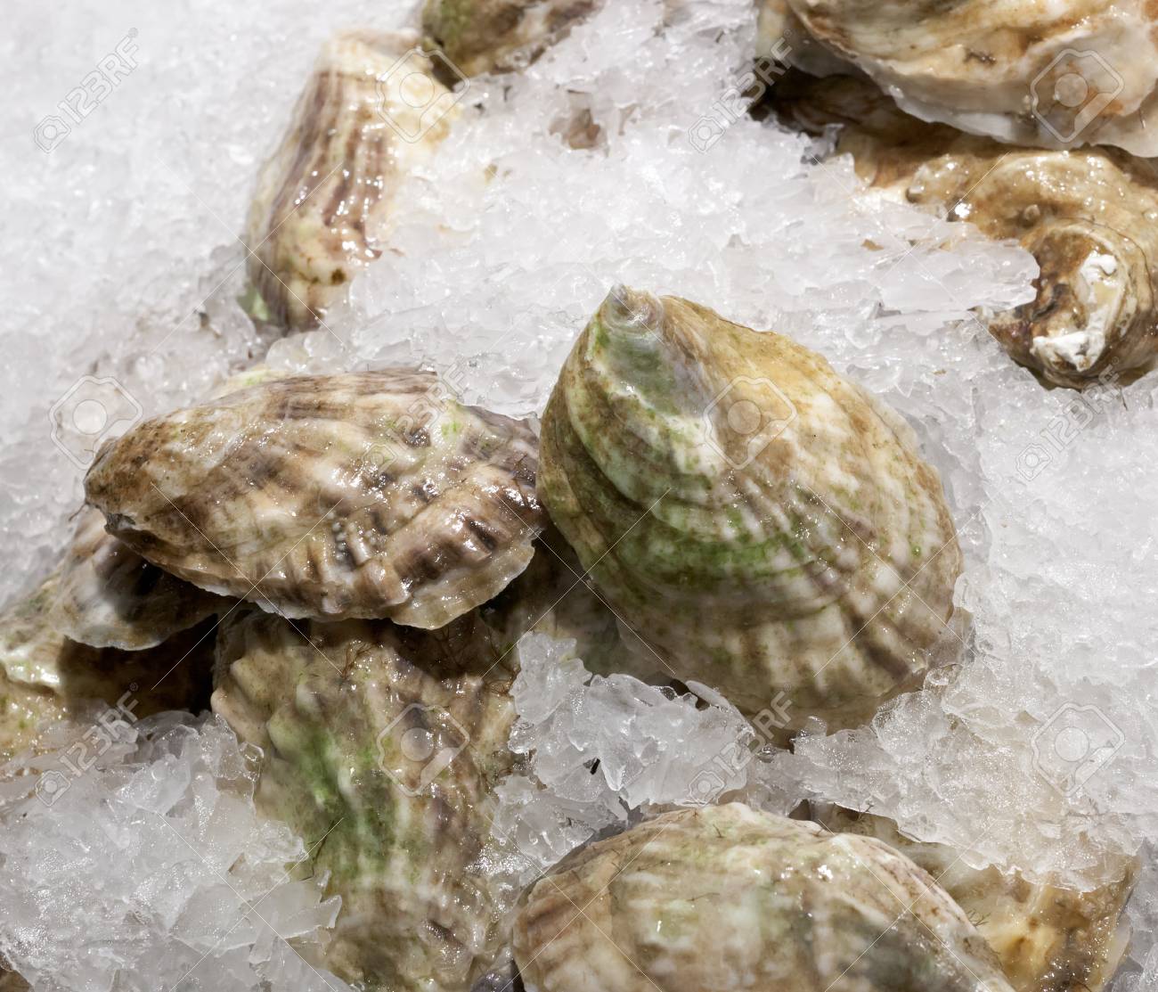 Closed Oysters On Ice For Sale At Chelsea Market New York Stock