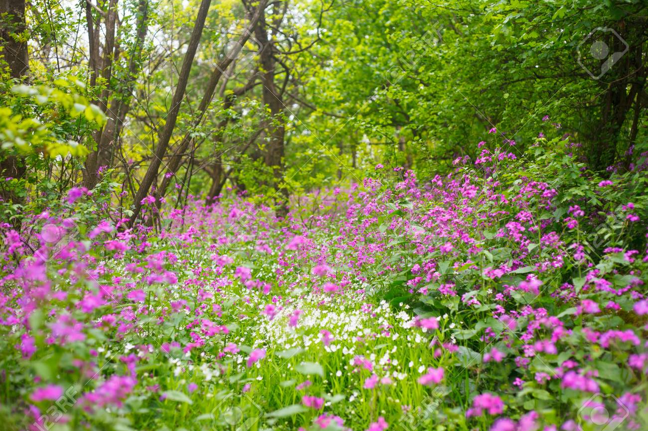 Purple And White Wild Flowers In The Forest Field Stock Photo, Picture And  Royalty Free Image. Image 77578639.