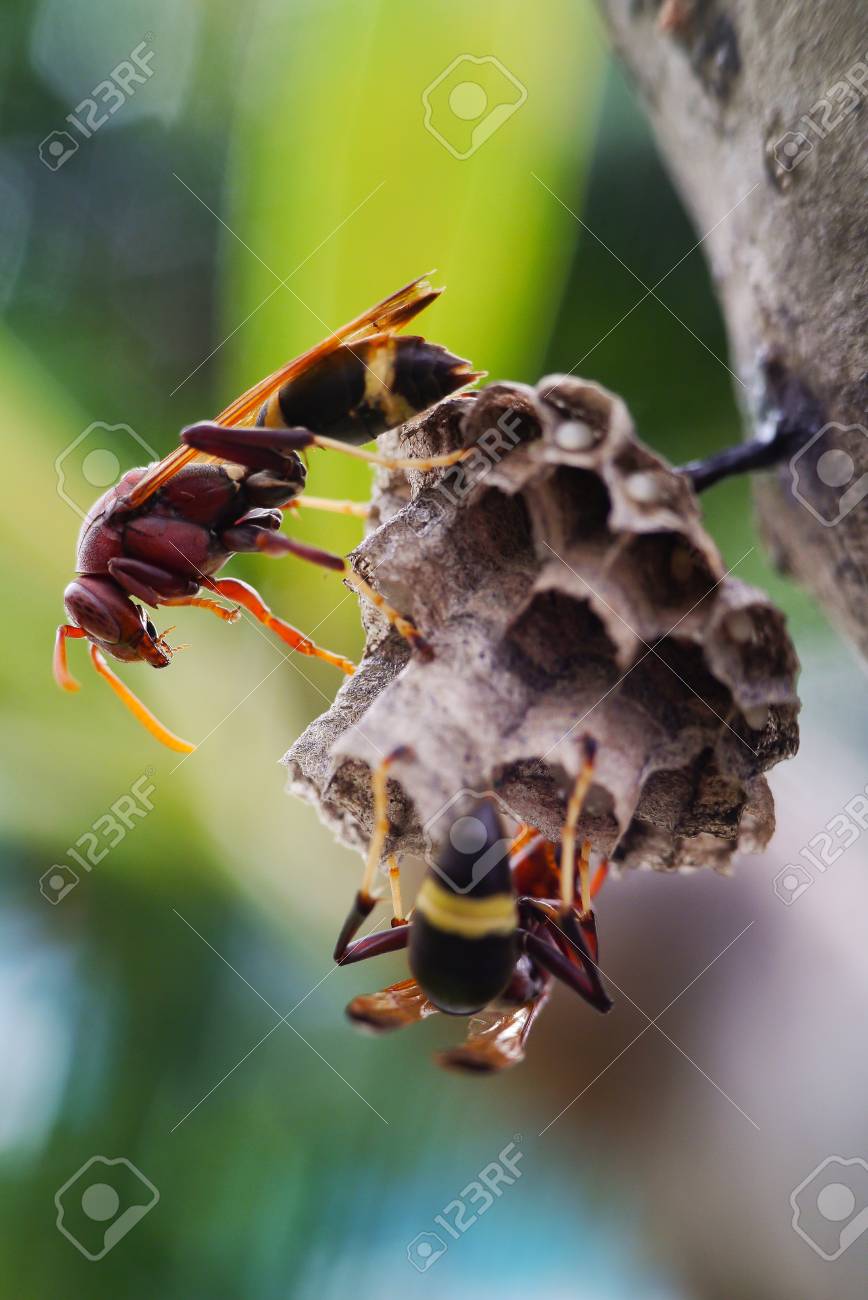 スズメバチの巣を の写真素材 画像素材 Image