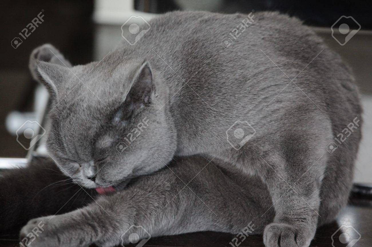 Lady Cat Breeds British Shorthair Blue Color Stock Photo Picture