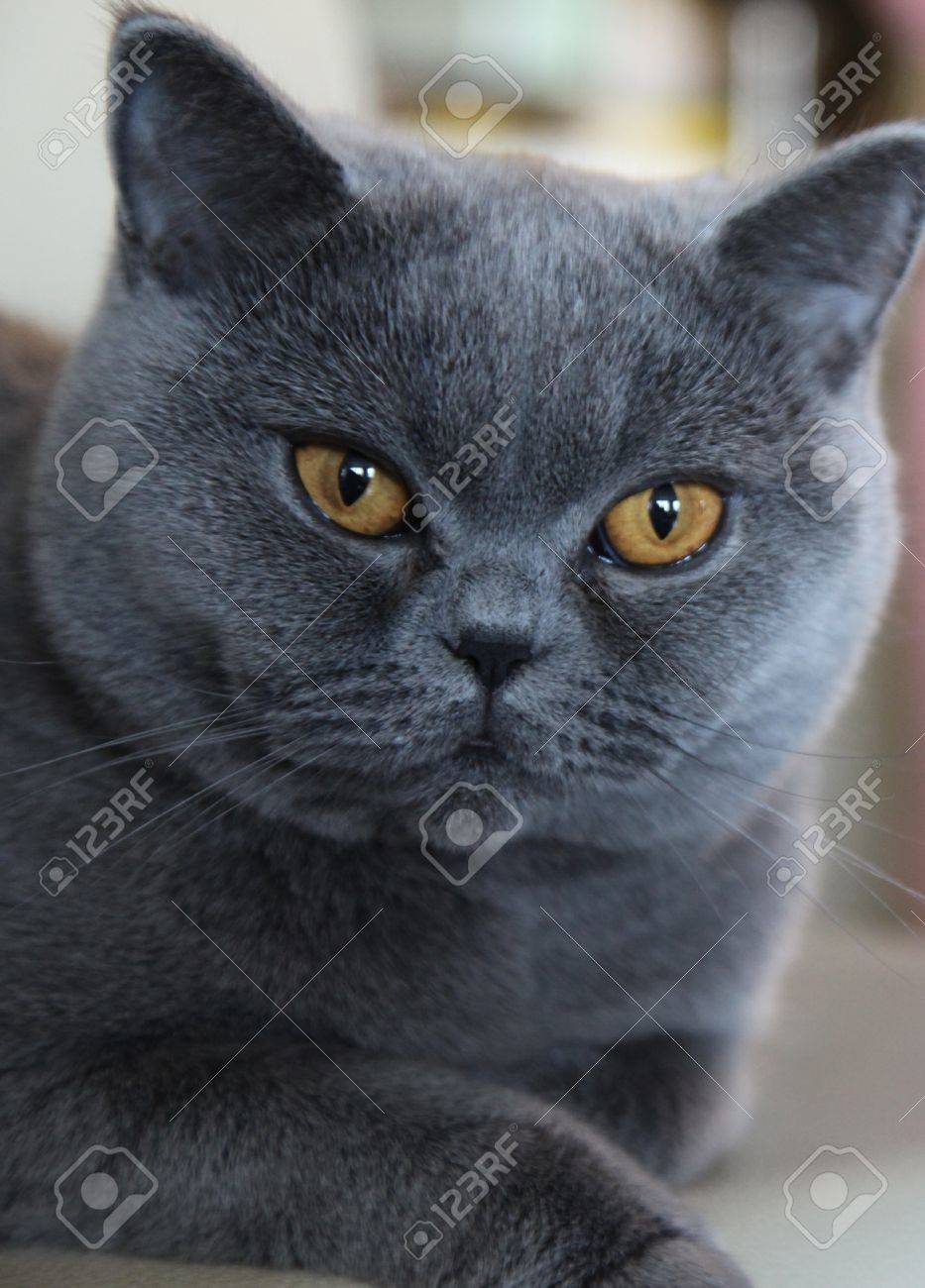 My Favorite Cat Breed British Shorthair Named Tais Queen Stock