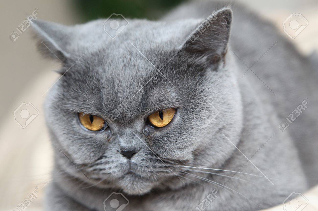 My Favorite Cat Breed British Shorthair Named Tais Queen Stock