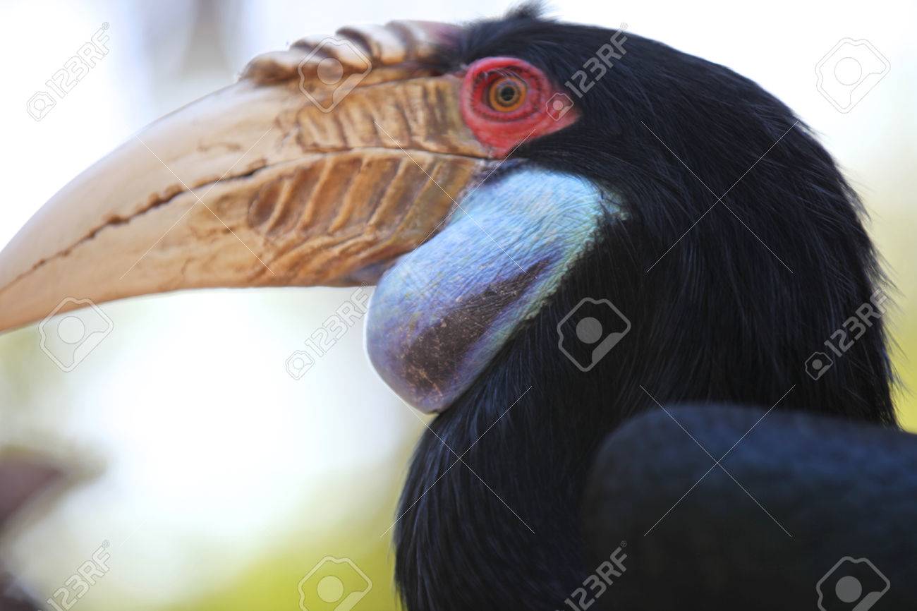 Black Bird With A Large Beak, Thailand, South East Stock Photo, Picture and  Royalty Free Image. Image 65374025., image size:1300x866
