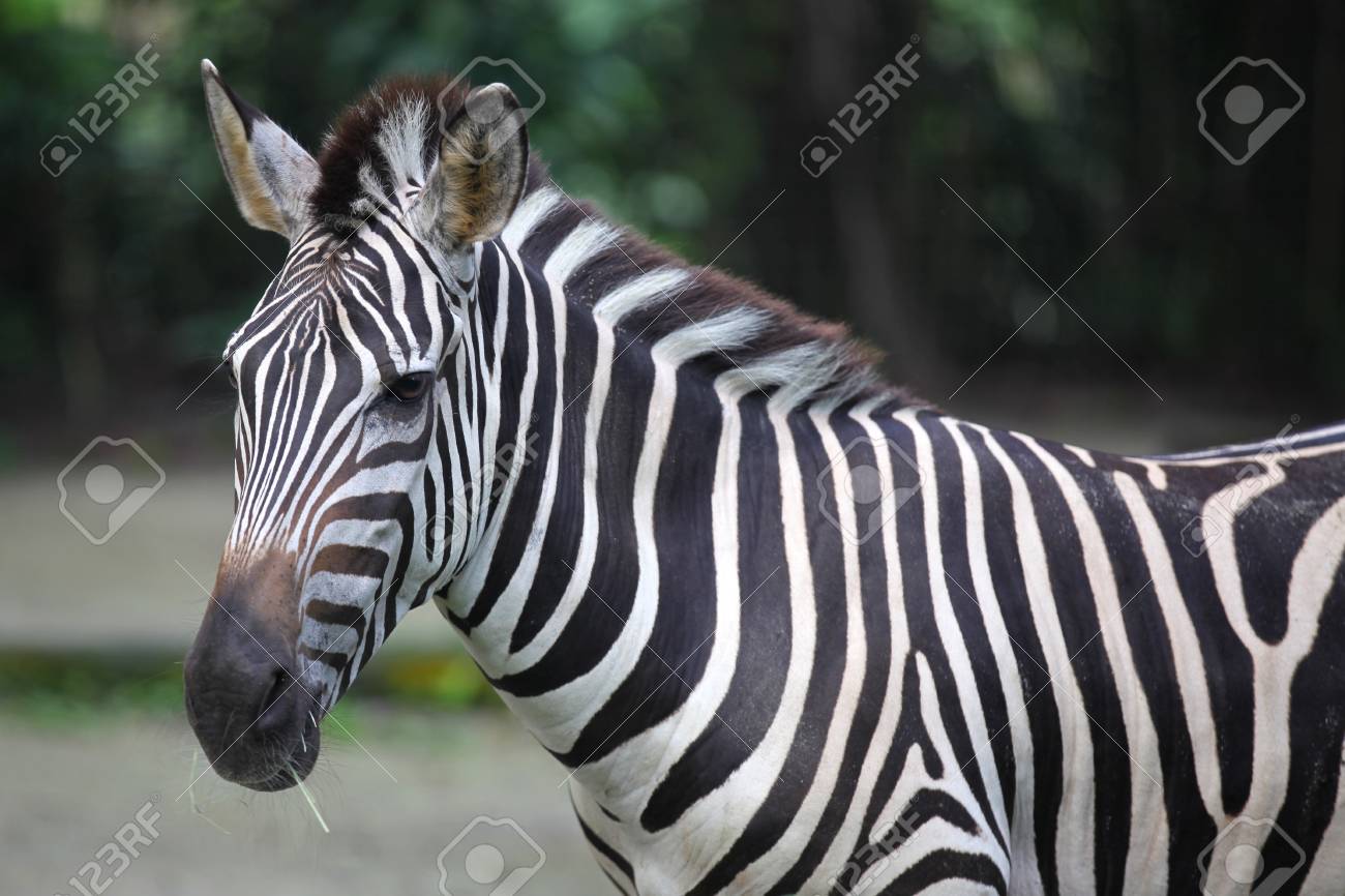 Striped Zebra Chews Grass, Singapore, South East Asia Stock Photo, Picture  and Royalty Free Image. Image 79542772.